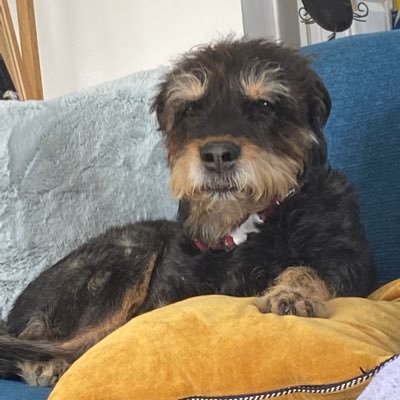 gueguenovic's profile picture. Je n’ai confiance qu’en mon desert eagle et en zizou dans les arrets de jeu