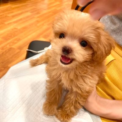 ▷2020.06.14 ♂Chihuahua x Toy Poodle ▷喜怒哀楽がはっきりしているマイペースさん😄😡😢😛  ▷特技 : 癖が強いお手✋  ▷趣味：にこにこ散歩🐕