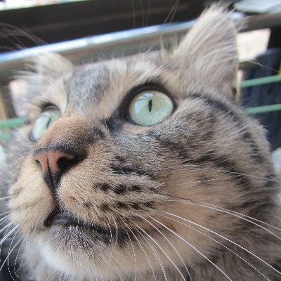 猫好き
捨て猫だった猫のドラゴン・リー(狸花猫)と暮らしています
この5年彼のお陰で真面に寝られた試が無い
よろしくお願いします
ただ怪しいアカウントは即ブロックしますので悪しからず