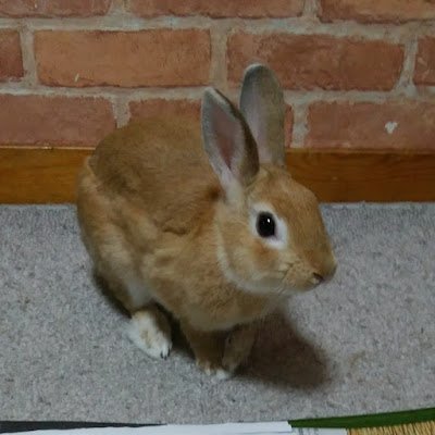 maronmomosakiko's profile picture. うさぎ🐰好き
食べるのも作るのも好き😋　
SEKAI NO OWARI推し
運動音痴だけど、スポーツ見るのが好き
法政OG　#法政大学　#箱根駅伝　
#武田和馬
あちこち出没します😅
仲良くしてください😆