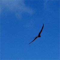 piombatogio's profile picture. 