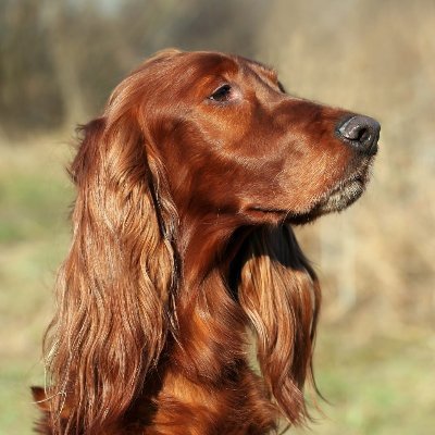 reddoginthehou1 Profile Picture