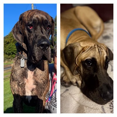 angiemccleary1's profile picture. Loving life. Every day is a new day. Live life to the max. Got the most amazing husband Allan and the lovely “ Angus & Freddie “ my 2 Great Danes. x