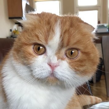 macaroni Profile