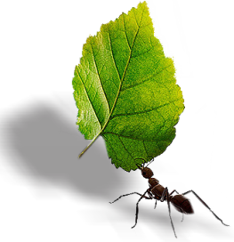 facasuaparte's profile picture. 