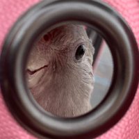 pepper the cockatiel (@bebypepper) 's Twitter Profile Photo pepper the cockatiel (@bebypepper) 's Twitter Profile Photo