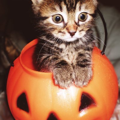 KalpJake's profile picture. Spooky season