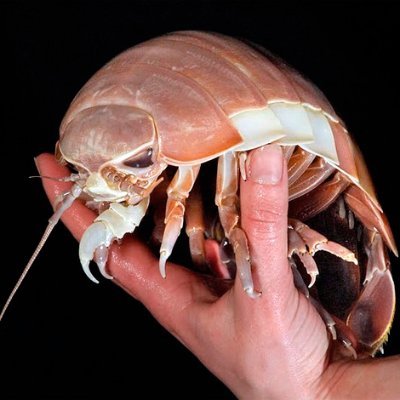 _kenntmansich's profile picture. .