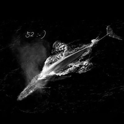 52Hertz______'s profile picture. There exists a field, beyond all notions of right and wrong. I will meet you there.