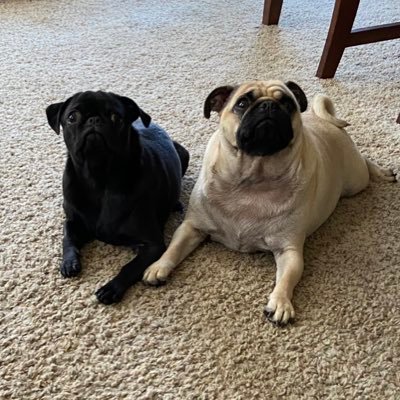 I’m Kára (car-a) (fawn pug) & my little sister is Katie (black pug). Here to spread love to all😊 Marty & Al are #foreverinourhearts lilriderz #cloudriderz