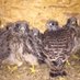 South Glos Owl & Bird of Prey Conservation (@sgobpc_group) Twitter profile photo South Glos Owl & Bird of Prey Conservation (@sgobpc_group) Twitter profile photo