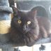 🐈⬛Asus 🦐😽😻😸 (@asuslepotichat) Twitter profile photo 🐈⬛Asus 🦐😽😻😸 (@asuslepotichat) Twitter profile photo