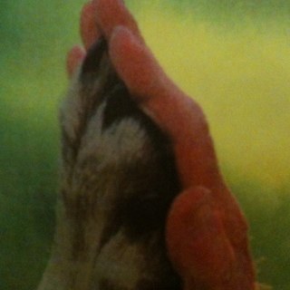 wingsfly825's profile picture. 