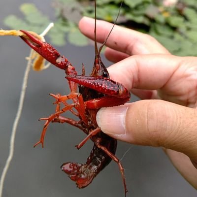 cocoro_odoru23's profile picture. 往復8時間通勤で体を壊した中の人