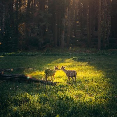 tyowurei's profile picture. 有一種鳥兒永遠關不住，它的每片羽毛都閃耀著自由的光芒。