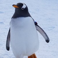 monzou_01 (@hkqowgngletshxh) 's Twitter Profile