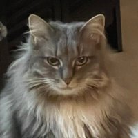 Kitty 🇺🇸 (@kittyonx_) 's Twitter Profile Photo Kitty 🇺🇸 (@kittyonx_) 's Twitter Profile Photo