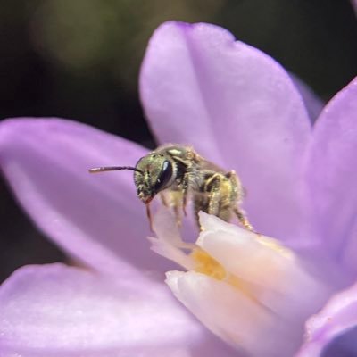 Aspiring ecologist, evolutionary biologist, and entomologist. 21. she/her. M.S. Bio student studying wasps at UCSD