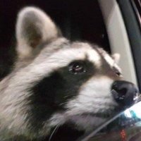✨Ofsteve ✨ (@pzingillead) 's Twitter Profile