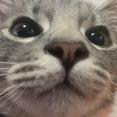 Klarqe1's profile picture. vasco