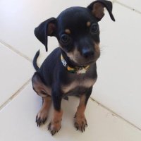Dani (@dani_sanchesz) 's Twitter Profile