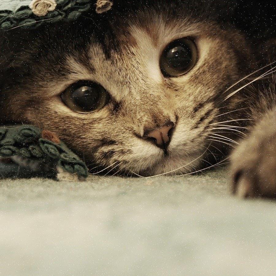 Gertie56859's profile picture. 