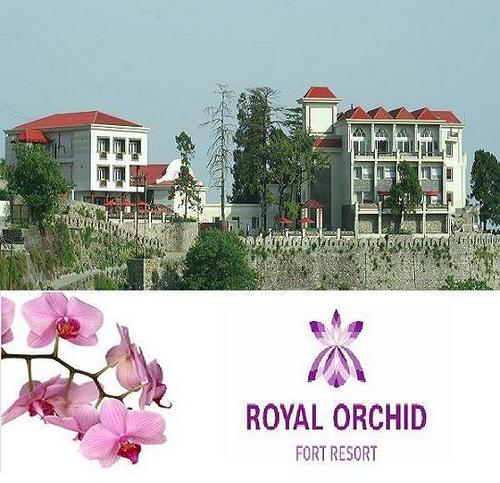 Royal Orchid