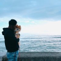 大型犬ポメラニアンYAMATO (@yamatomk_1) 's Twitter Profile Photo