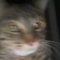 Flow (@venturecatnip) 's Twitter Profile