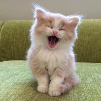 mog__mog_y's profile picture. 