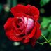 Nahid (@nahid56775240) Twitter profile photo Nahid (@nahid56775240) Twitter profile photo
