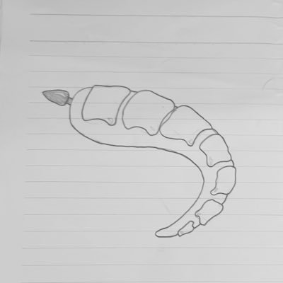 inoue_osoma's profile picture. 生涯たつのこ🐉 無言フォロー失礼します。 オソマ美味しい