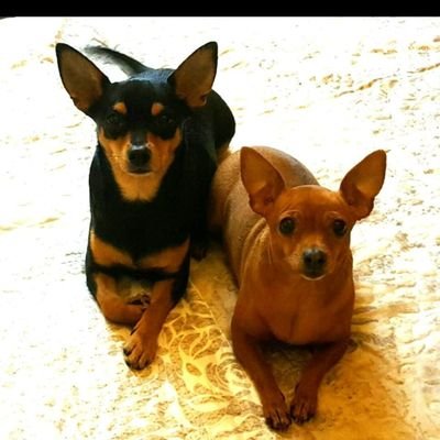 PecoraiMichela's profile picture. 