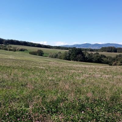 Dinoulislam_'s profile picture. 