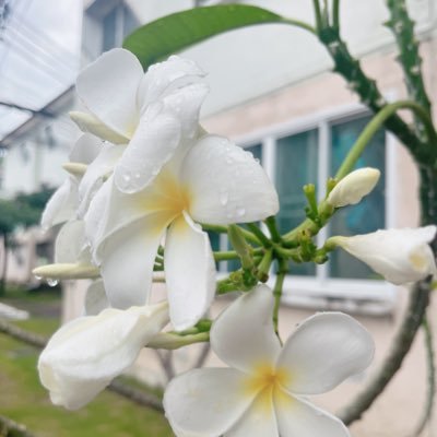 AnutsaneeB's profile picture. 