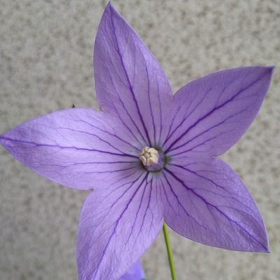 kikyoudaria's profile picture. こんにちは(お米県住み）