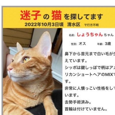 静岡市清水区の自宅で2022.10.3午前7-8時頃、猫が居なくなりました。警察・保健所・静岡市獣医師会には報告済みです。詳しくは固定ツイートを見て頂けると幸いです😢沢山の方のご協力ありがとうございます🙏🏻