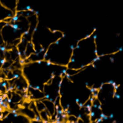 Developmental Neurobiology lab at the Unversity of Cambridge. Interested in how neural circuits develop and become functional.