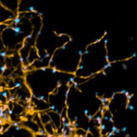 Landgraf DevNeuro Lab (@landgraflab) 's Twitter Profile