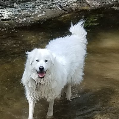 BrendaR30824102's profile picture. Sports Olympics Movies Big 3  basketball Television my amazing animals and family.