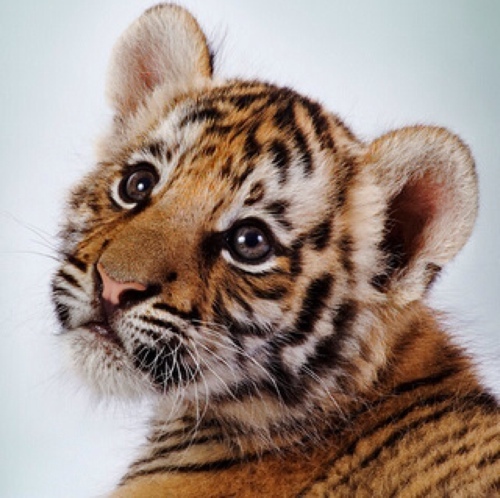 xie801's profile picture. 我，值得拥有。 B型血处女座勋章拥有者。