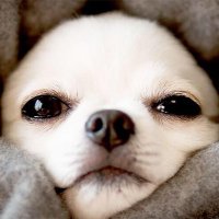 オータム (@4fkms9bsqv4wruf) 's Twitter Profile