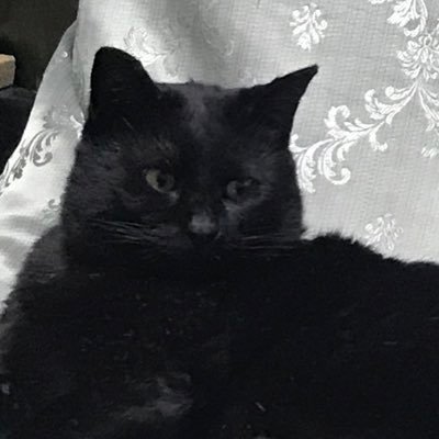 VO9atmhWXjrB59z's profile picture. 新しい"黒猫たま"です。改名します。"黒猫トム"にしました。今後もよろしくです。新しいもの好き、アート好き、猫大好き、田舎暮らし好き、ドライブ好きでございます♪