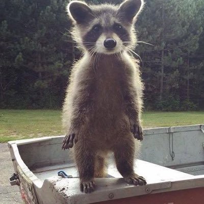 Scoop the Raccoon. we are in a mass extinction event and no one cares, bye bye. she/her #SaveScoop