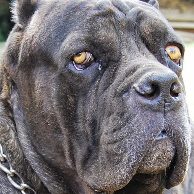 pacchioni_serge's profile picture. 