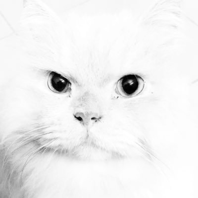 naeemze's profile picture. With a sample size of one, not statistically significant, nor representative | https://t.co/SoqS7IOZbQ