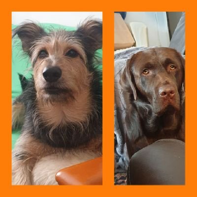 Giacomo ist happy verknuddelt ❤ mit Yilli @Yill10165921
Leo ist Minister für Hunderechte in der Hundesregierung.🧑‍🎓
#twitterrudel 
#orangerunningteam