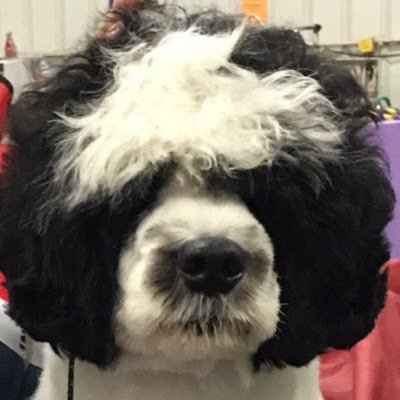 H20Dogs4ever's profile picture. 