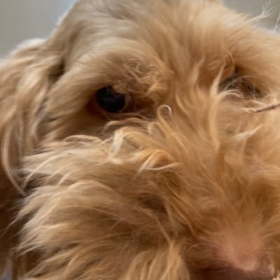 いぬさんのプロフィール画像
