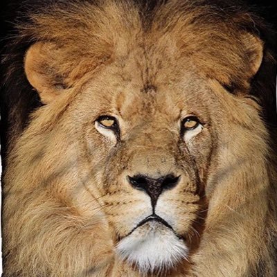 Migikikidakara's profile picture. 無言フォロー、RTやイイネ、お許し下さいませ！ 尚、『私の、いいね、リツイート、は必ずしも賛同ではない事をここに宣言致します』 只今インプレゾンビを絶賛ブロック中！大分ツリーが見やすくなって来ました！